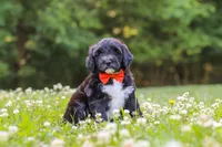 Logan, a male Portuguese Water Dog for sale in Bolivar, OH – 3 of 7