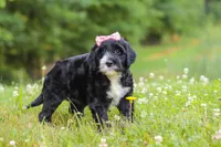 Lavender, a female Portuguese Water Dog for sale in Bolivar, OH – 3 of 7