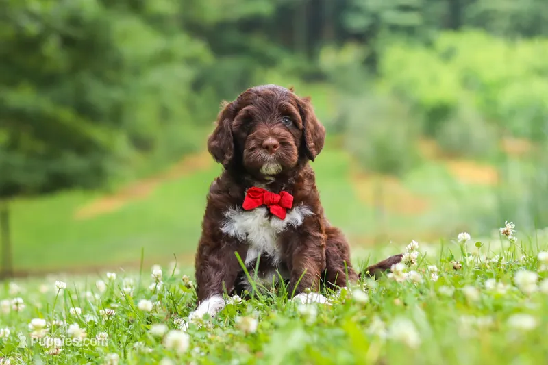 Buddy – Portuguese Water Dog puppy for sale in Bolivar, OH