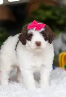 Dana, a female Portuguese Water Dog for sale in Bolivar, OH – Photo 8 of 8