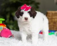 Dana, a female Portuguese Water Dog for sale in Bolivar, OH – Photo 1 of 8