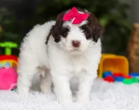 Dana, a female Portuguese Water Dog for sale in Bolivar, OH – Photo 5 of 8