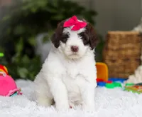 Dana, a female Portuguese Water Dog for sale in Bolivar, OH – Photo 2 of 8