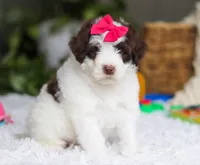 Dana, a female Portuguese Water Dog for sale in Bolivar, OH – Photo 6 of 8