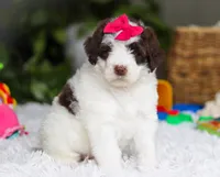 Dana, a female Portuguese Water Dog for sale in Bolivar, OH – Photo 3 of 8