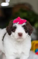 Dana, a female Portuguese Water Dog for sale in Bolivar, OH – Photo 7 of 8