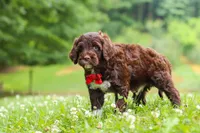 Buddy, a male Portuguese Water Dog for sale in Bolivar, OH – 3 of 8