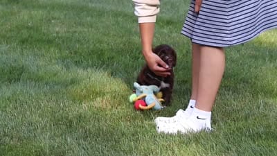 Breeze, a female Portuguese Water Dog for sale in Bolivar, OH – 6 of 6