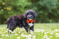 Logan, a male Portuguese Water Dog for sale in Bolivar, OH – 6 of 7