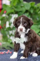 Liam, a male Portuguese Water Dog for sale in Bolivar, OH – Photo 2 of 8