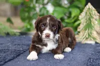 Liam, a male Portuguese Water Dog for sale in Bolivar, OH – Photo 8 of 8