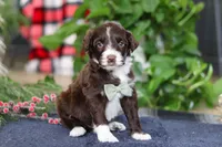 Liam, a male Portuguese Water Dog for sale in Bolivar, OH – Photo 4 of 8