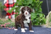 Liam, a male Portuguese Water Dog for sale in Bolivar, OH – Photo 7 of 8