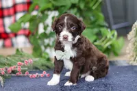 Liam, a male Portuguese Water Dog for sale in Bolivar, OH – Photo 3 of 8
