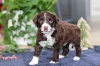 Liam, a male Portuguese Water Dog for sale in Bolivar, OH – Photo 5 of 8
