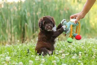 Nora, a female Portuguese Water Dog for sale in Bolivar, OH – 7 of 9
