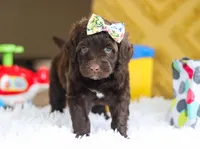 Dior, a female Portuguese Water Dog for sale in Bolivar, OH – Photo 2 of 10