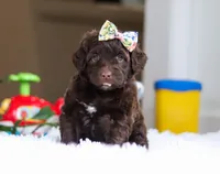 Dior, a female Portuguese Water Dog for sale in Bolivar, OH – Photo 1 of 10