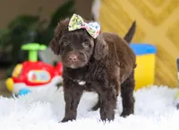 Dior, a female Portuguese Water Dog for sale in Bolivar, OH – Photo 7 of 10
