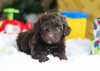 Dior, a female Portuguese Water Dog for sale in Bolivar, OH – Photo 10 of 10
