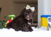 Dior, a female Portuguese Water Dog for sale in Bolivar, OH – Photo 5 of 10