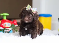 Dior, a female Portuguese Water Dog for sale in Bolivar, OH – Photo 8 of 10