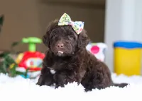 Dior, a female Portuguese Water Dog for sale in Bolivar, OH – Photo 4 of 10