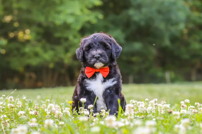 Logan – Portuguese Water Dog puppy for sale in Bolivar, OH