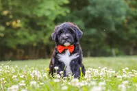 Logan, a male Portuguese Water Dog for sale in Bolivar, OH – 1 of 7