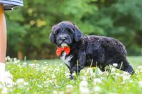 Logan, a male Portuguese Water Dog for sale in Bolivar, OH – 5 of 7