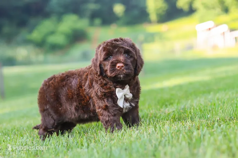 River – Portuguese Water Dog puppy for sale in Bolivar, OH