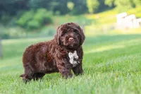River, a male Portuguese Water Dog for sale in Bolivar, OH – 1 of 7