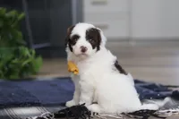 Calvin, a male Portuguese Water Dog for sale in Bolivar, OH – Photo 2 of 7