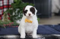 Calvin, a male Portuguese Water Dog for sale in Bolivar, OH – Photo 3 of 7