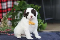 Calvin, a male Portuguese Water Dog for sale in Bolivar, OH – Photo 7 of 7