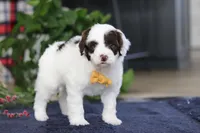Calvin, a male Portuguese Water Dog for sale in Bolivar, OH – Photo 4 of 7