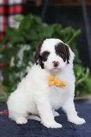 Calvin, a male Portuguese Water Dog for sale in Bolivar, OH – Photo 6 of 7
