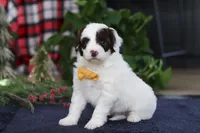 Calvin, a male Portuguese Water Dog for sale in Bolivar, OH – Photo 1 of 7
