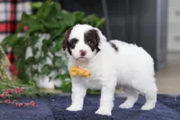 Calvin, a male Portuguese Water Dog for sale in Bolivar, OH – Photo 5 of 7
