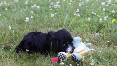 Lavender, a female Portuguese Water Dog for sale in Bolivar, OH – 7 of 7