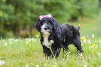 Lavender, a female Portuguese Water Dog for sale in Bolivar, OH – 2 of 7