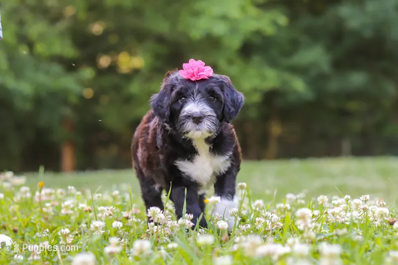 Grace – Portuguese Water Dog puppy for sale in Bolivar, OH