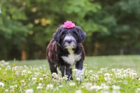 Grace, a female Portuguese Water Dog for sale in Bolivar, OH – 1 of 7