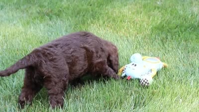 Dax, a male Portuguese Water Dog for sale in Bolivar, OH – 7 of 7