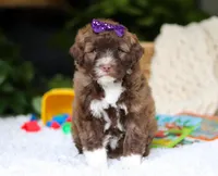Daphne, a female Portuguese Water Dog for sale in Bolivar, OH – Photo 2 of 6