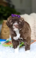 Daphne, a female Portuguese Water Dog for sale in Bolivar, OH – Photo 6 of 6