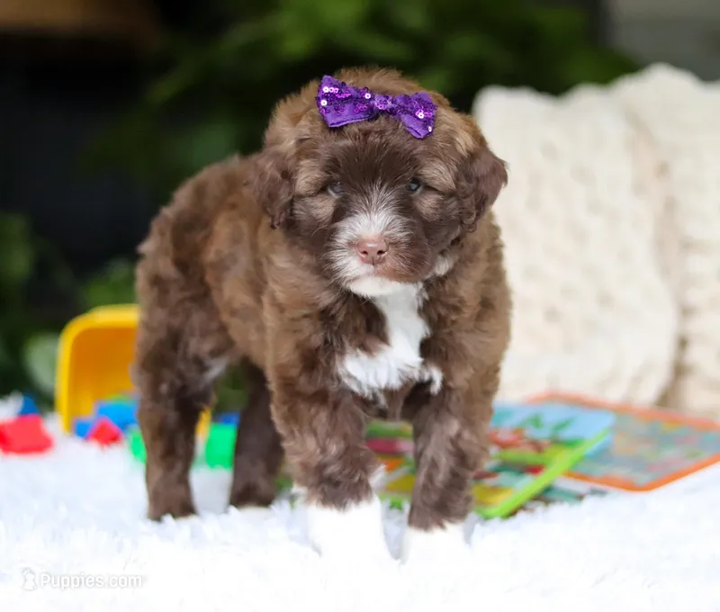Daphne, a female Portuguese Water Dog for sale in Bolivar, OH – Photo 1 of 6