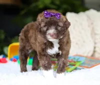 Daphne, a female Portuguese Water Dog for sale in Bolivar, OH – Photo 1 of 6