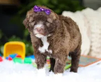 Daphne, a female Portuguese Water Dog for sale in Bolivar, OH – Photo 5 of 6