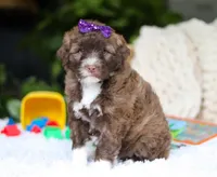 Daphne, a female Portuguese Water Dog for sale in Bolivar, OH – Photo 3 of 6